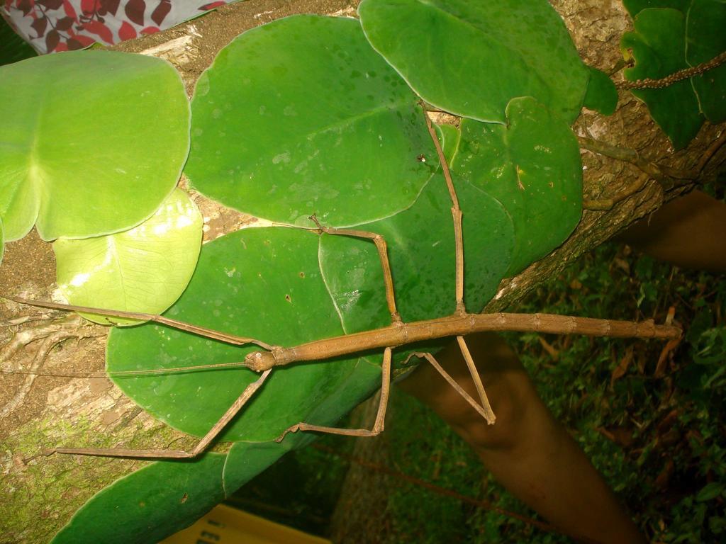 Ferienwohnung Oasi Cahuita Exterior foto